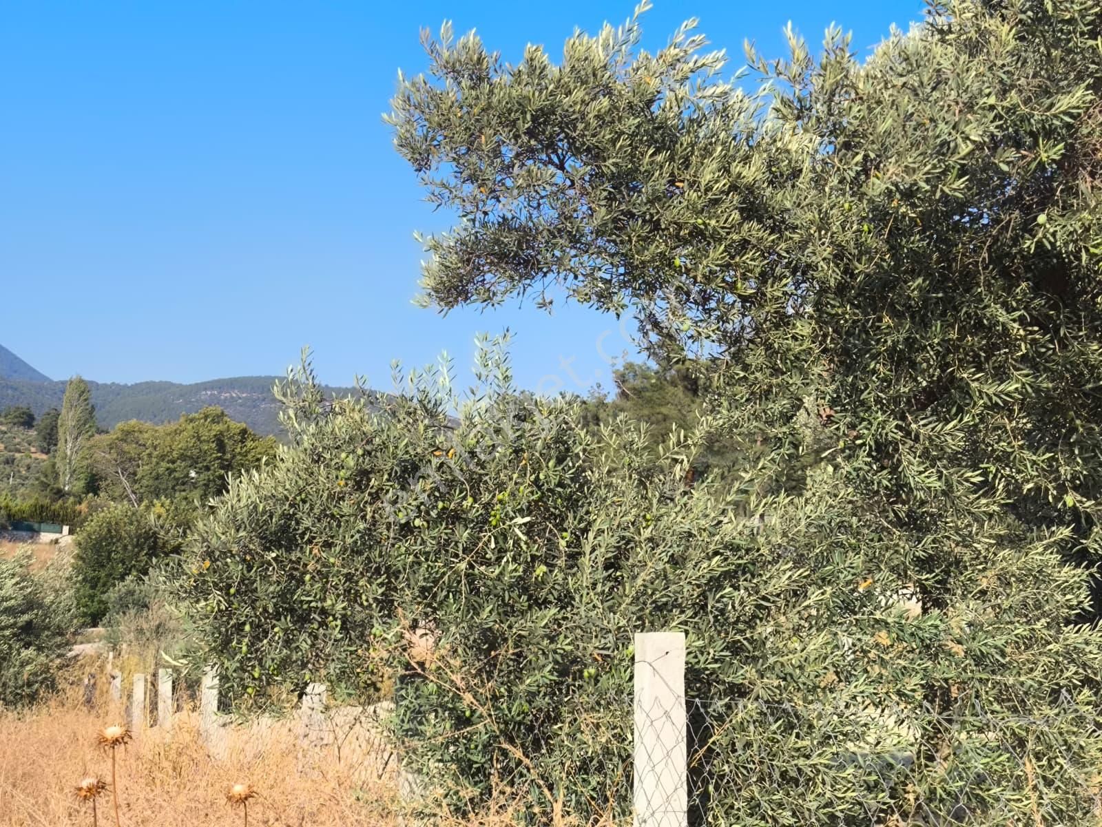 Asfalt Yol Üzerinde 283 M2 Tarla - Görsel 17