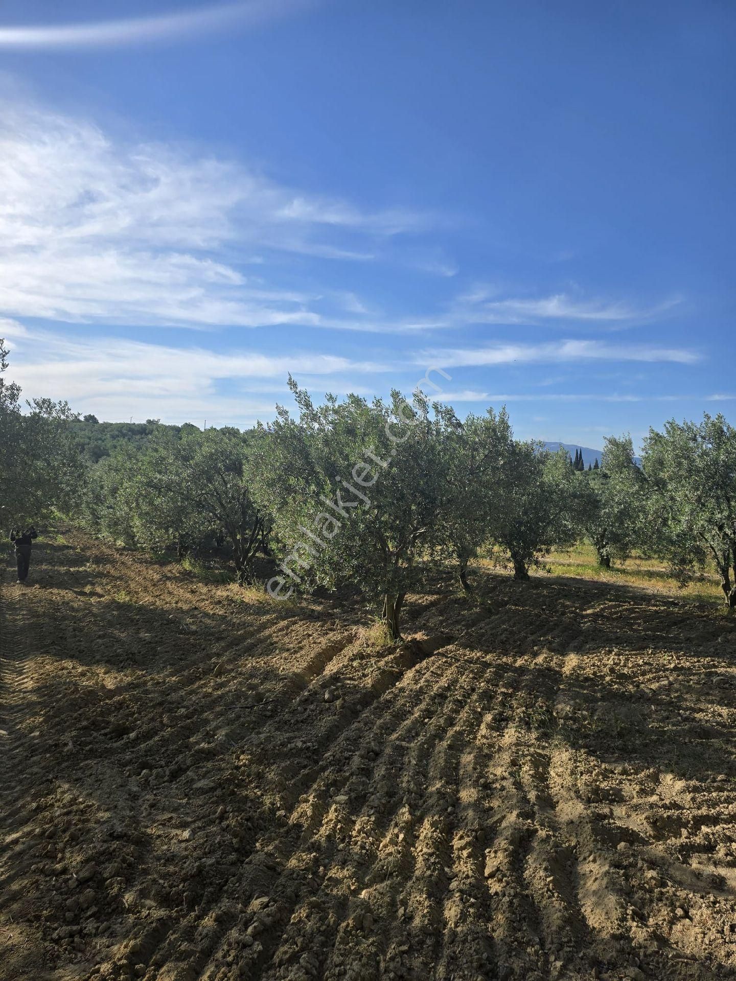 B.osmaniye 2230 M Bakımlı Satılık Zeytinlik - Görsel 10