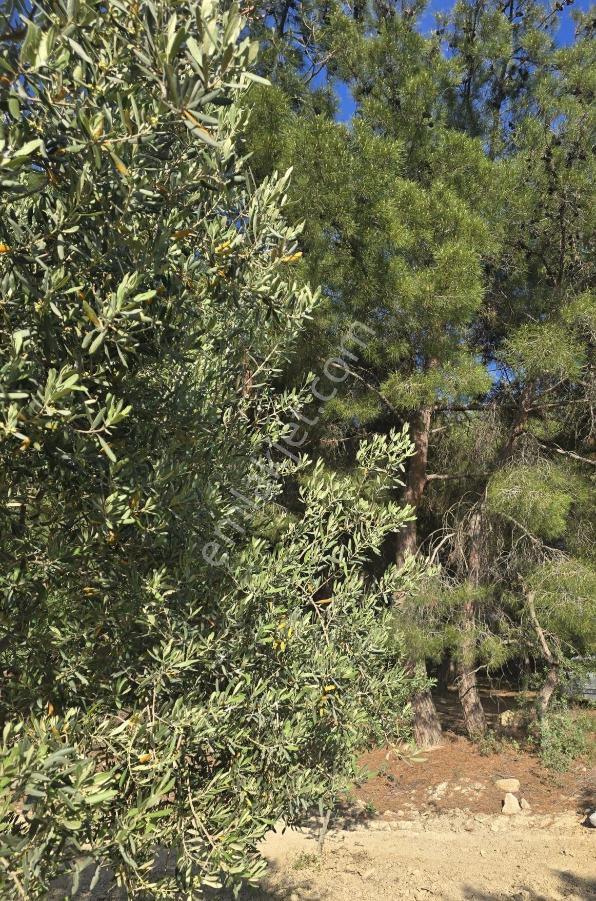 B.osmaniye 2230 M Bakımlı Satılık Zeytinlik - Görsel 5