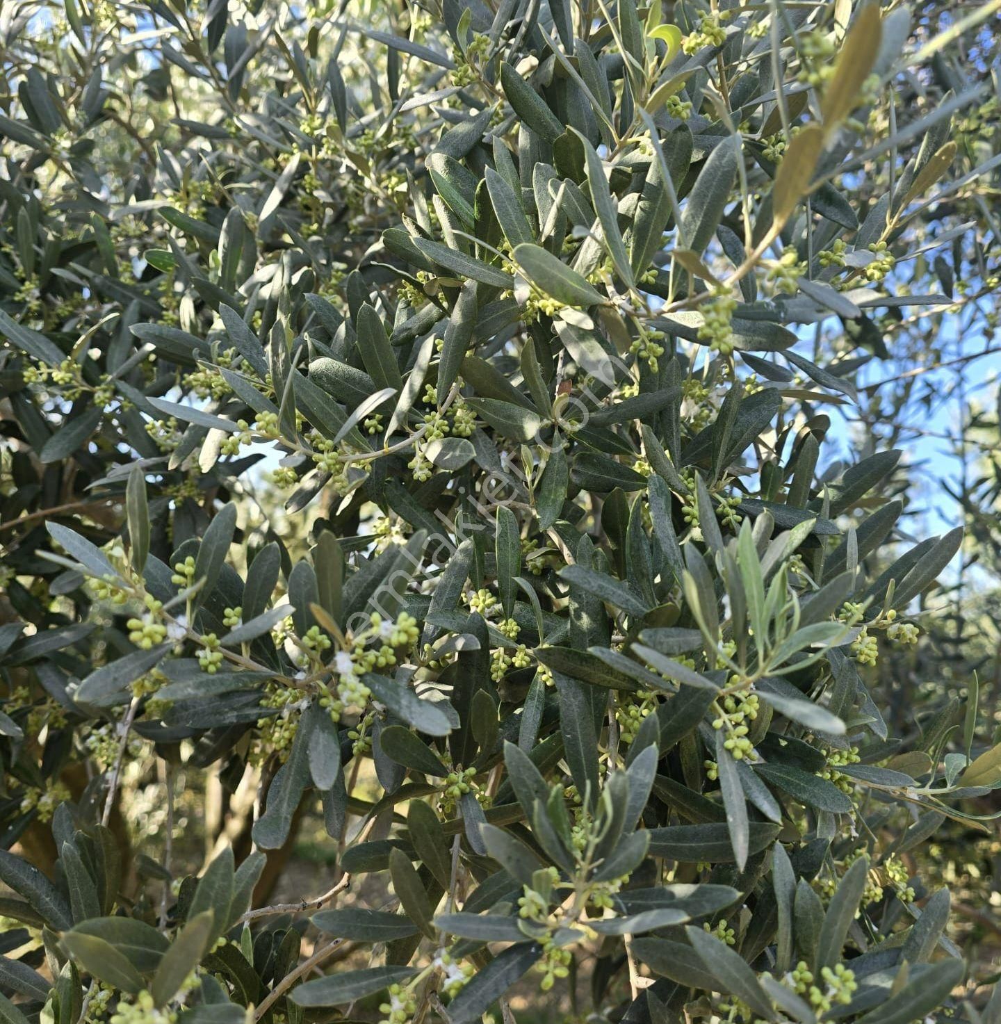 B.osmaniye 2230 M Bakımlı Satılık Zeytinlik - Görsel 9