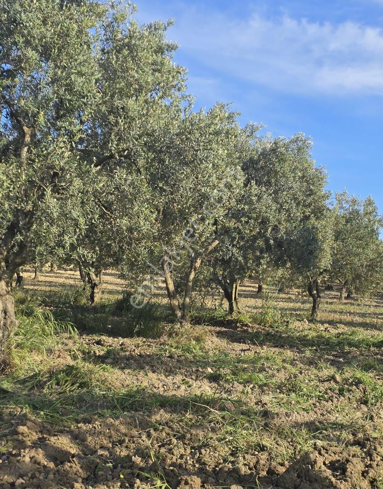 B.osmaniye 2230 M Bakımlı Satılık Zeytinlik