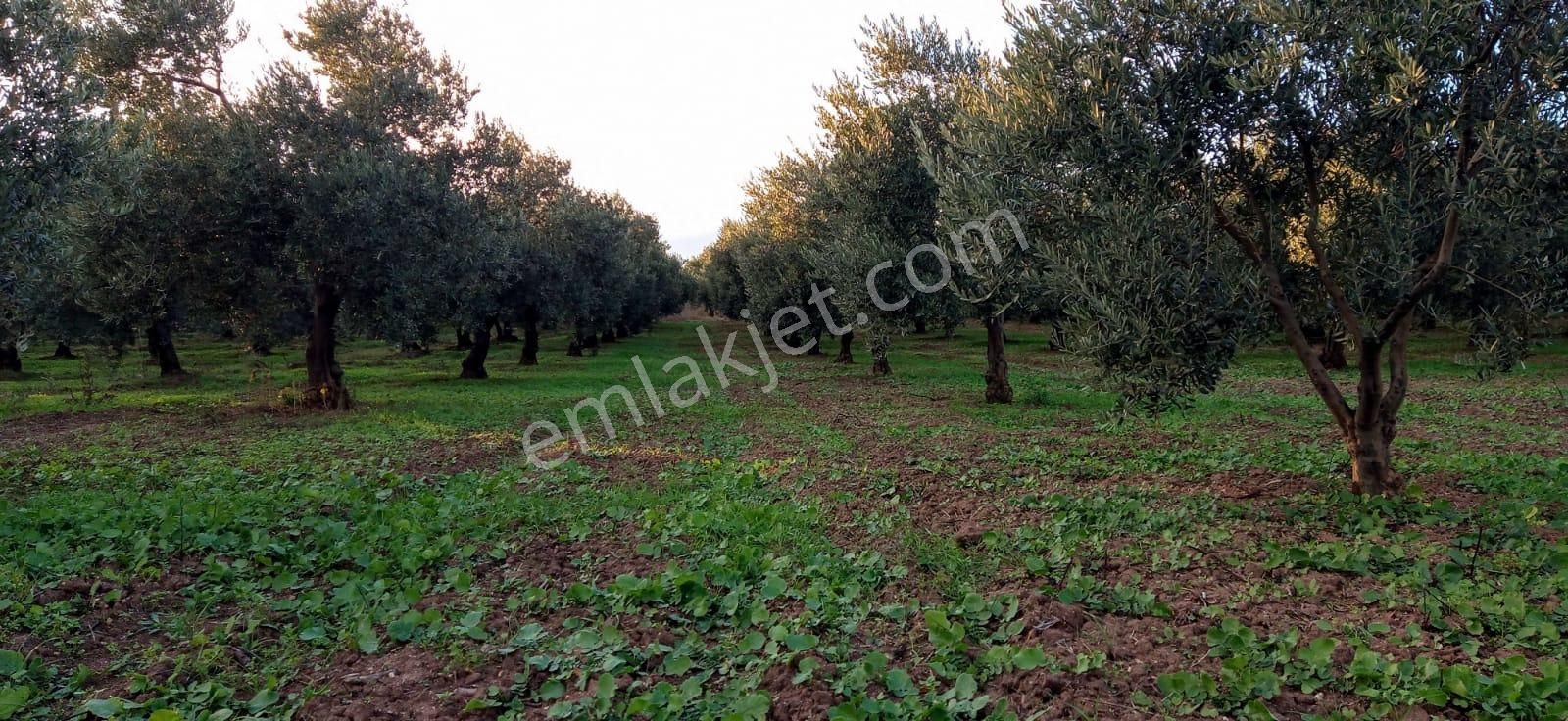 Mudanya Yalıçiftlik Resmi Kadastro Yoluna Cepheli - Görsel 5