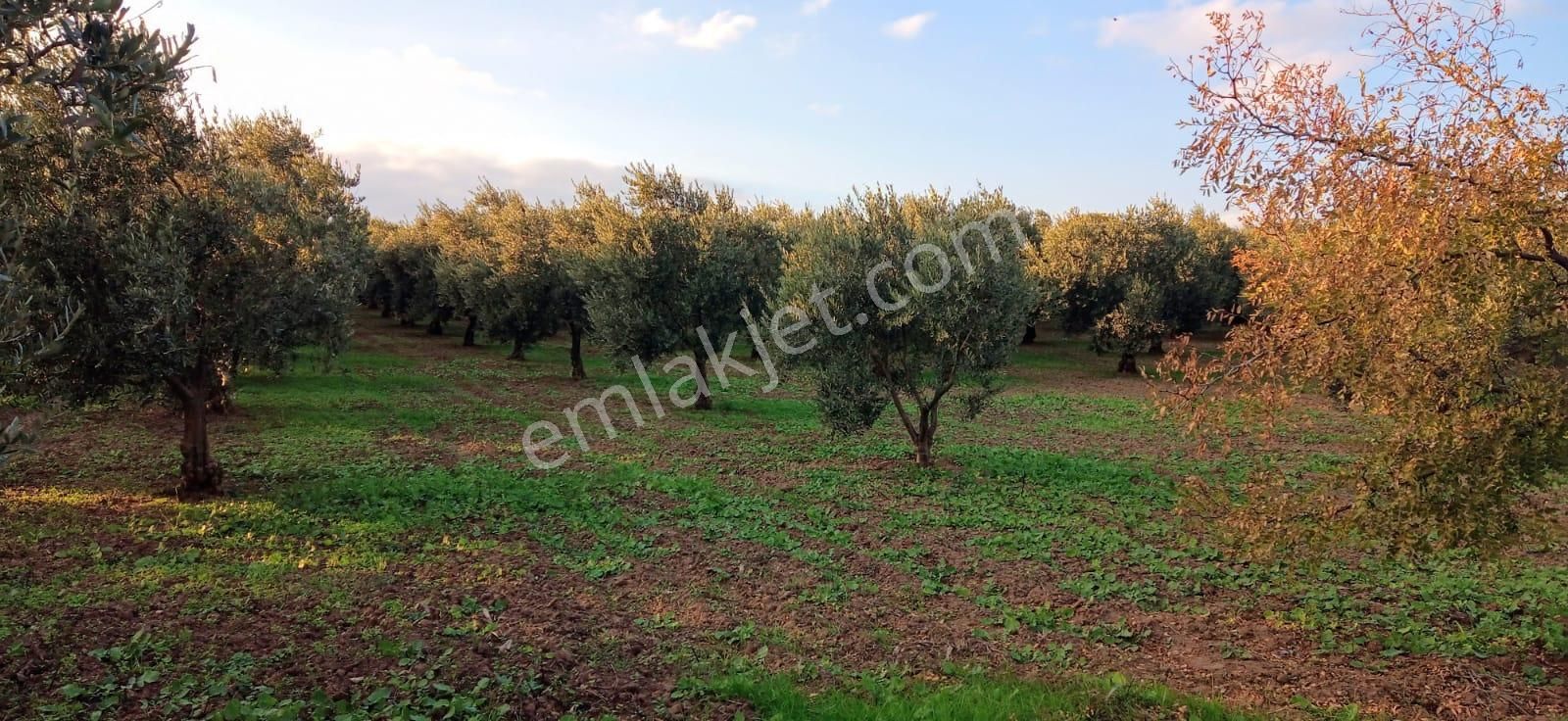 Mudanya Yalıçiftlik Resmi Kadastro Yoluna Cepheli - Görsel 8