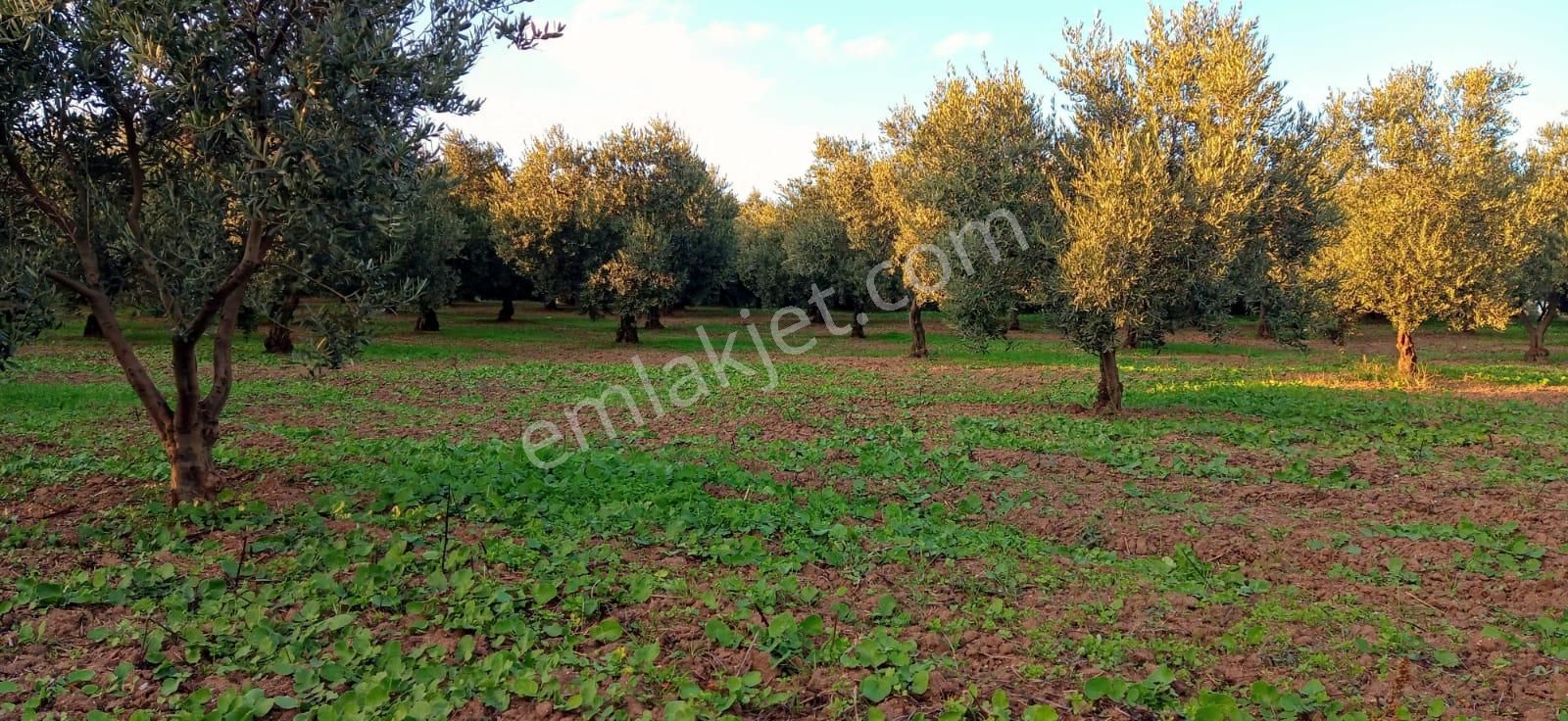 Mudanya Yalıçiftlik Resmi Kadastro Yoluna Cepheli - Görsel 4