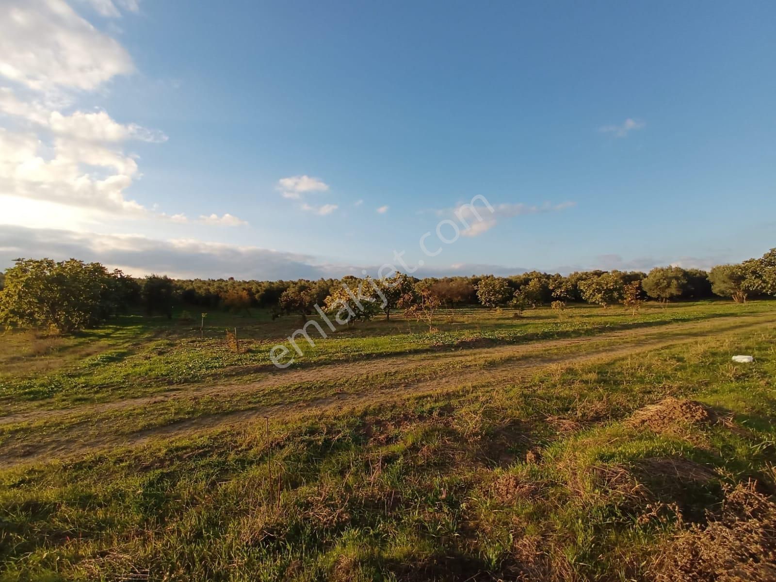Mudanya Yalıçiftlik Resmi Kadastro Yoluna Cepheli - Görsel 11