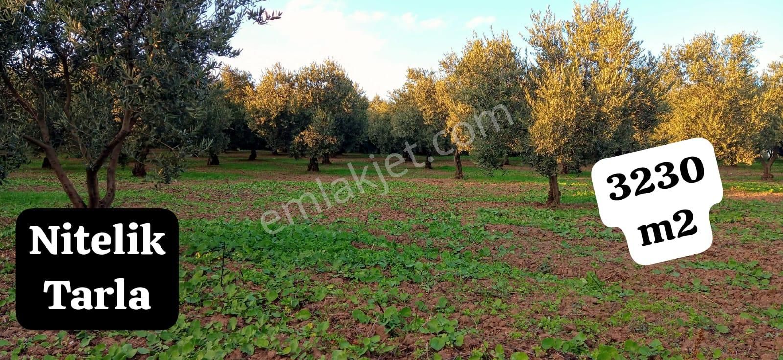 Mudanya Yalıçiftlik Resmi Kadastro Yoluna Cepheli - Görsel 13