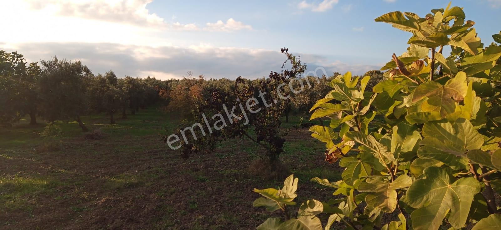 Mudanya Yalıçiftlik Resmi Kadastro Yoluna Cepheli - Görsel 7