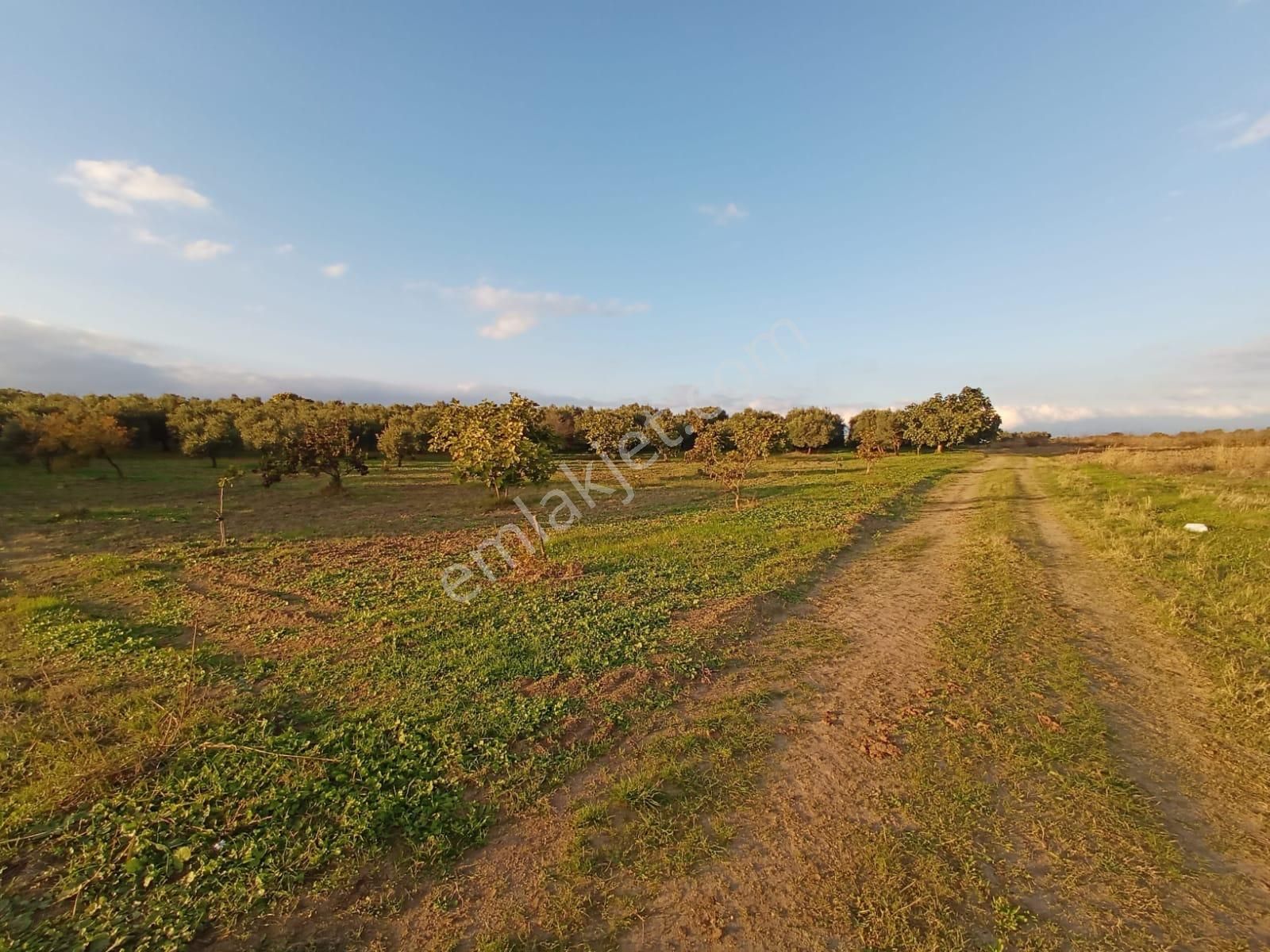 Mudanya Yalıçiftlik Resmi Kadastro Yoluna Cepheli - Görsel 10