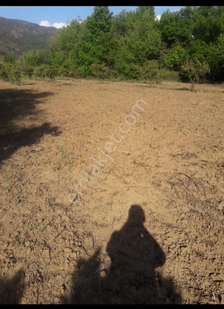 Mugla Köyceğiz Toparlarda 2000 Metre Karelik Alan Pazarlığa Açıktır