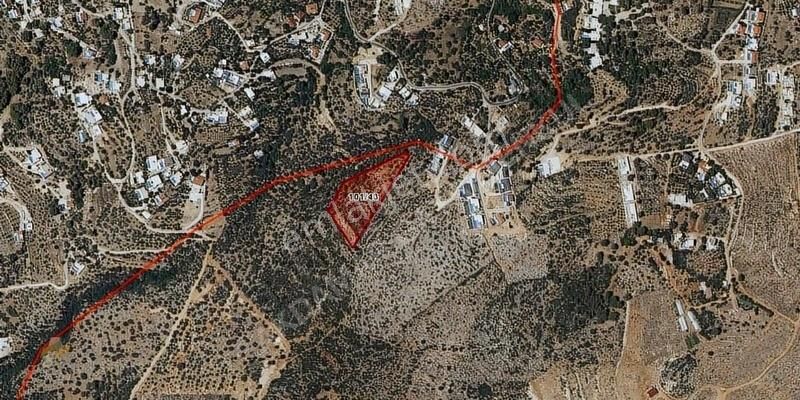 Kalkan İslamlarda 7 Dönüm Yatırımlık Zeytinlik Uygun Fiyat!