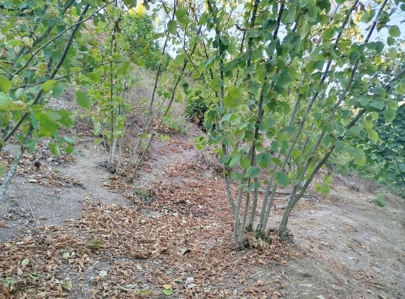 Alemdar Gayrimenkul Hendek Kazimiye 3400m2 Acil Satlık Fındıklık - Görsel 7