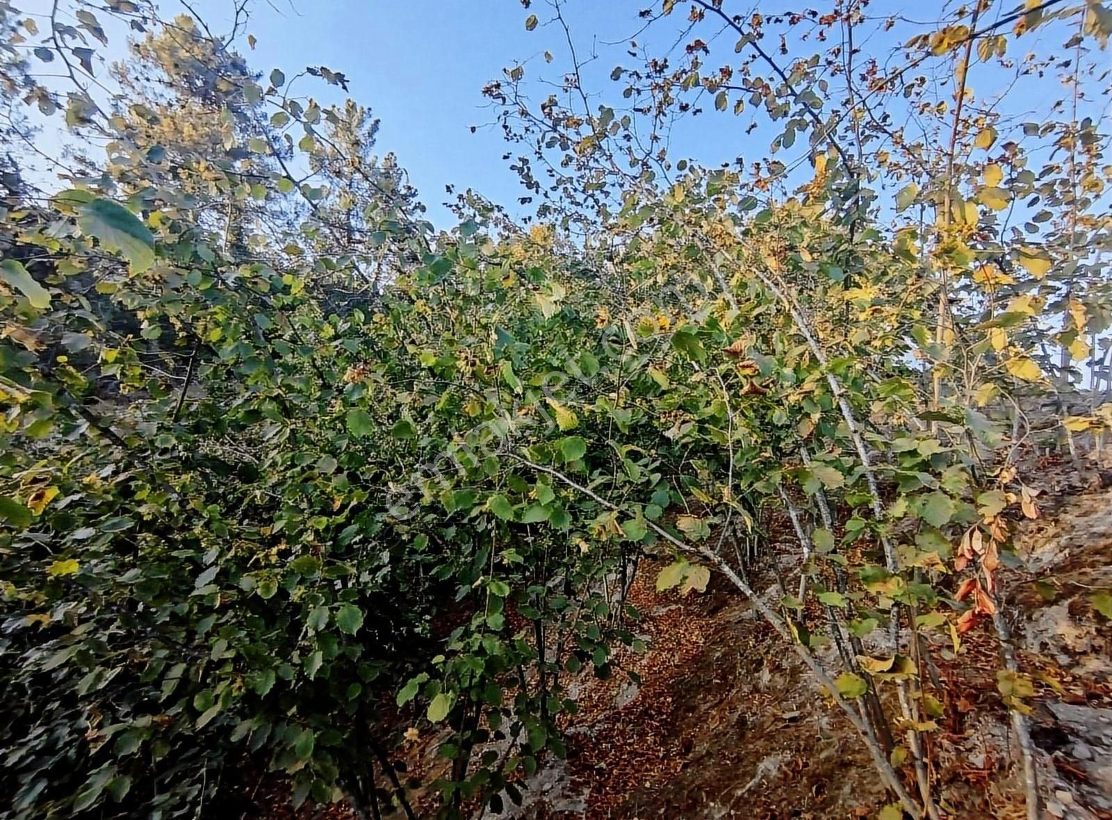 Alemdar Gayrimenkul Hendek Kazimiye 3400m2 Acil Satlık Fındıklık - Görsel 6