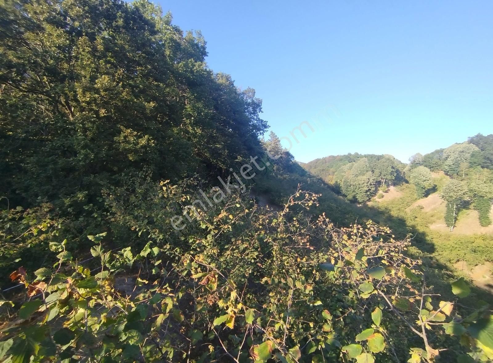 Alemdar Gayrimenkul Hendek Kazimiye 3400m2 Acil Satlık Fındıklık - Görsel 18