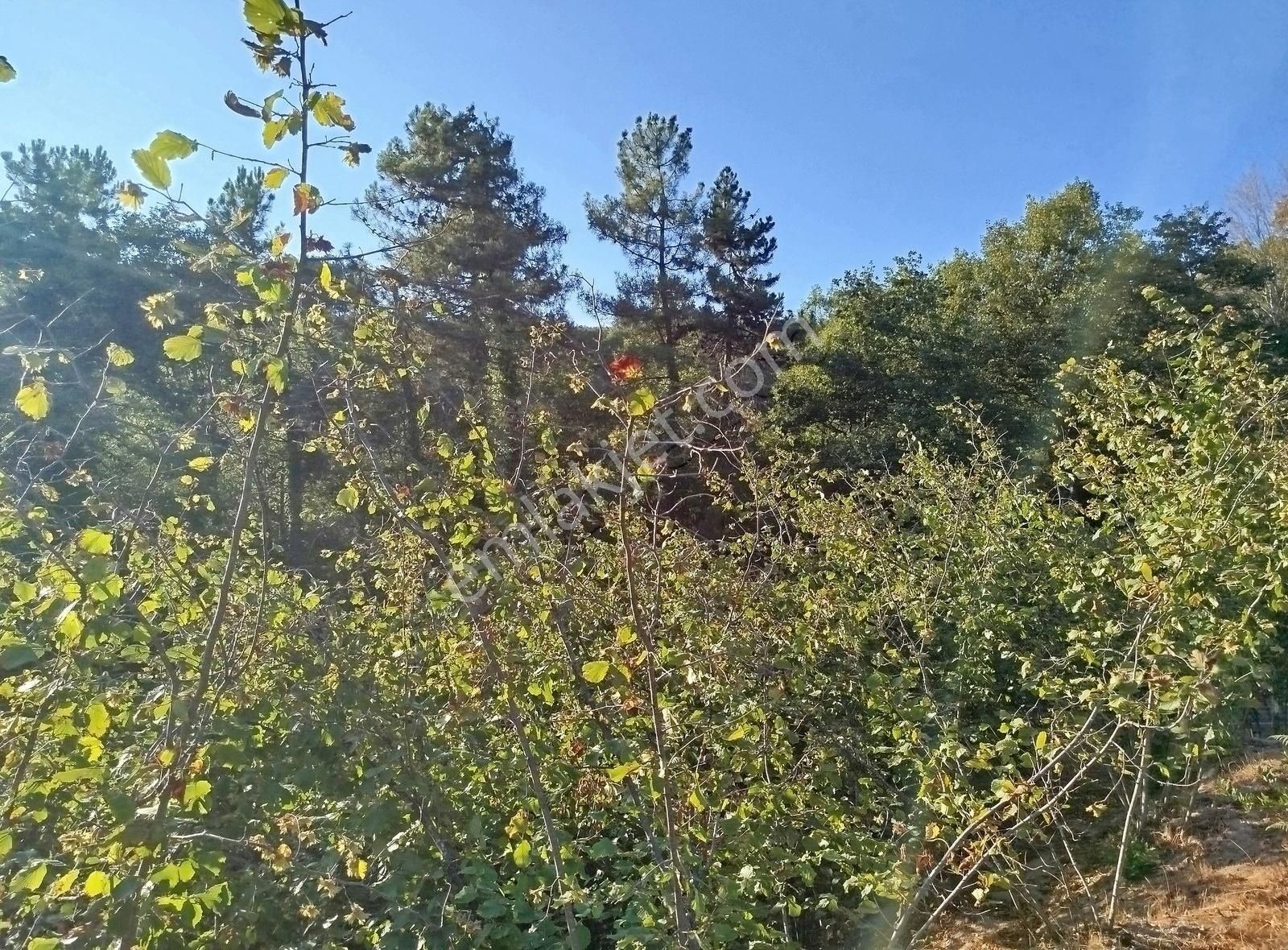 Alemdar Gayrimenkul Hendek Kazimiye 3400m2 Acil Satlık Fındıklık - Görsel 15