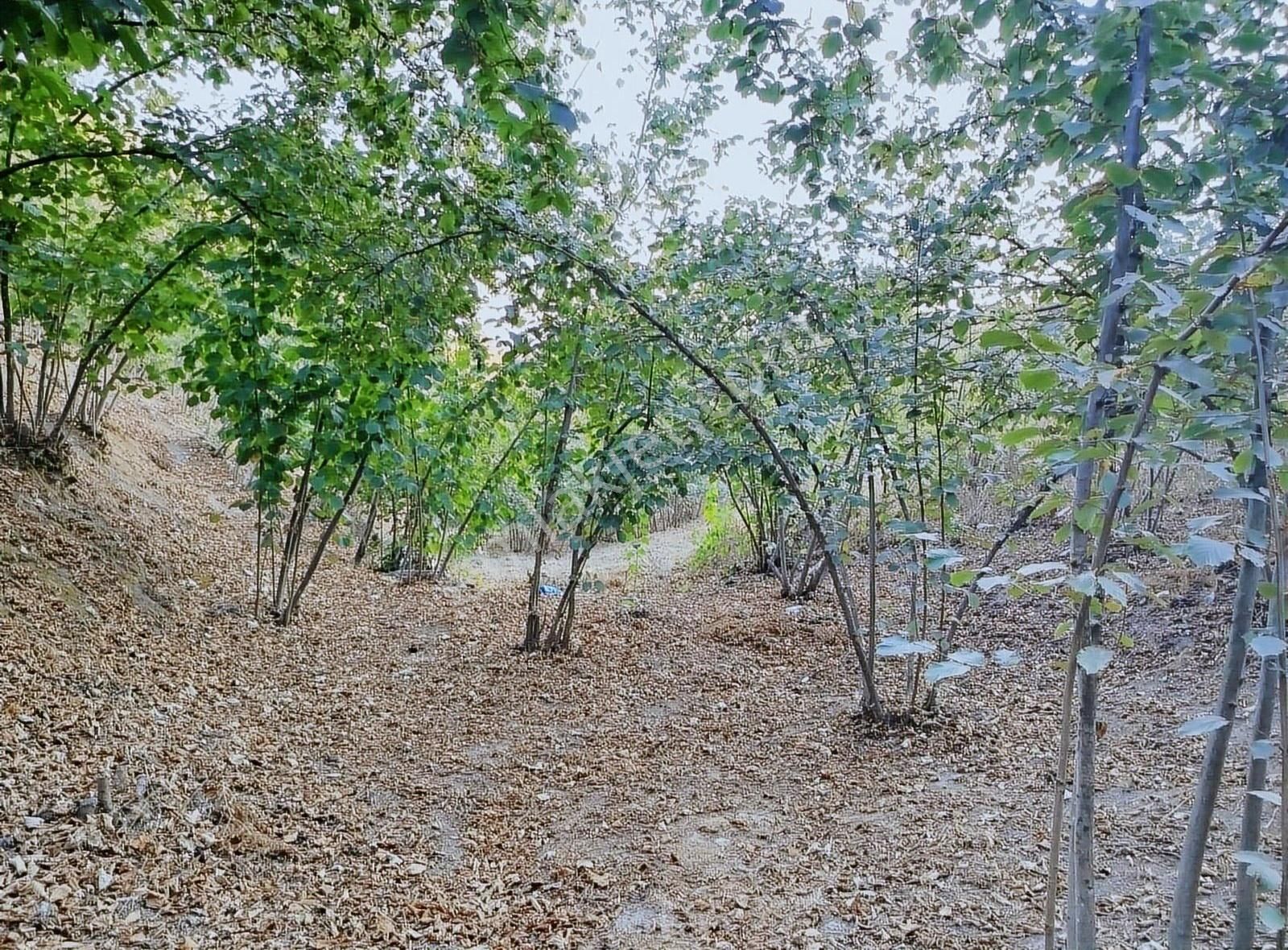 Alemdar Gayrimenkul Hendek Kazimiye 3400m2 Acil Satlık Fındıklık