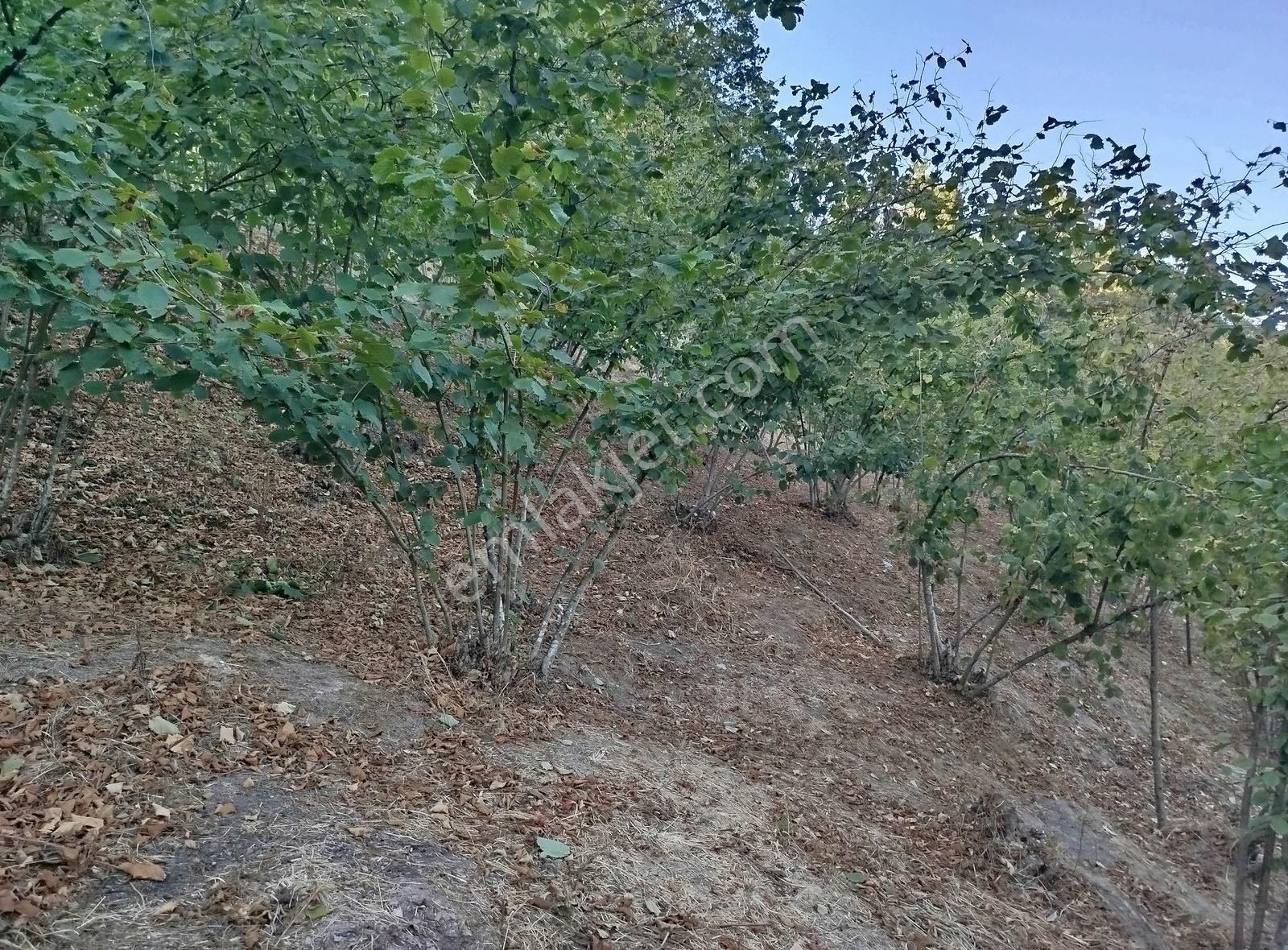 Alemdar Gayrimenkul Hendek Kazimiye 3400m2 Acil Satlık Fındıklık - Görsel 16