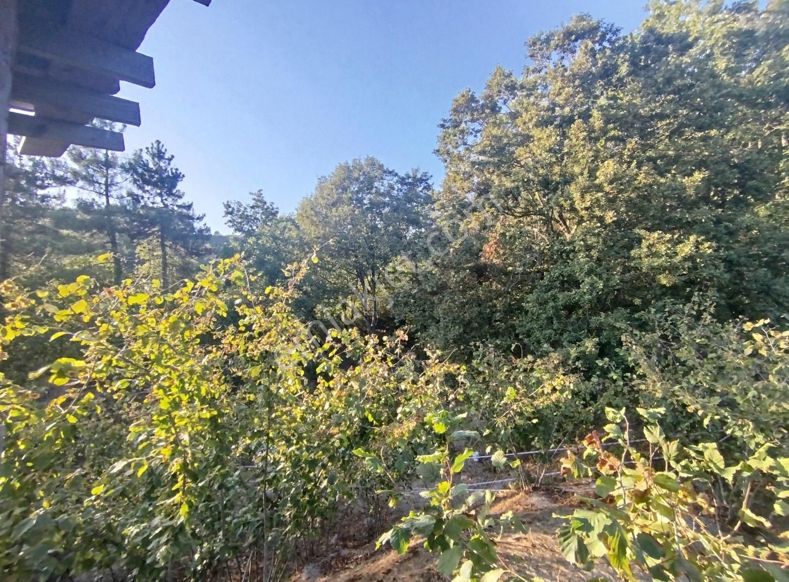 Alemdar Gayrimenkul Hendek Kazimiye 3400m2 Acil Satlık Fındıklık - Görsel 9