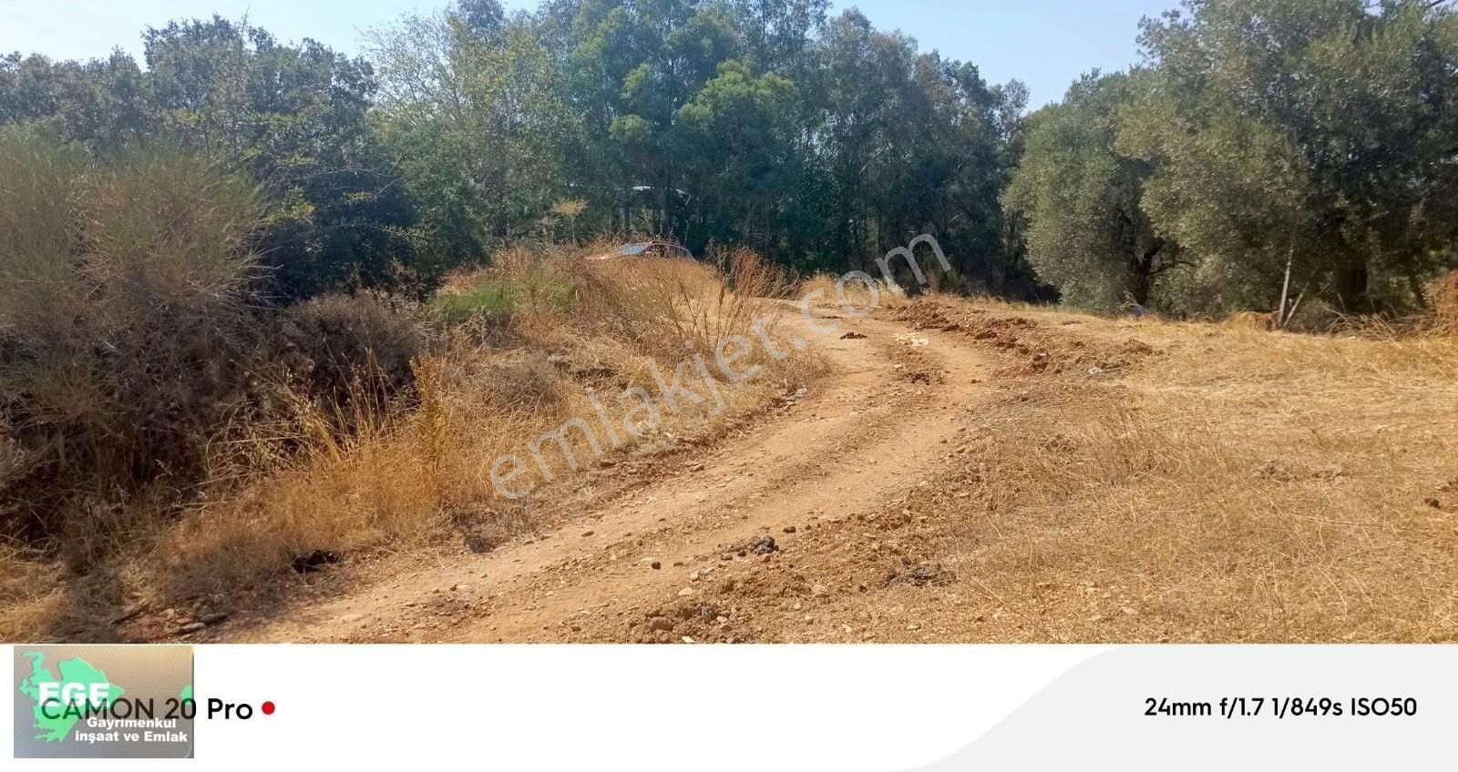 Ege Emlâk Tan Germencik Abdurrahman Köyünde Satılık Zeytin Bahçe