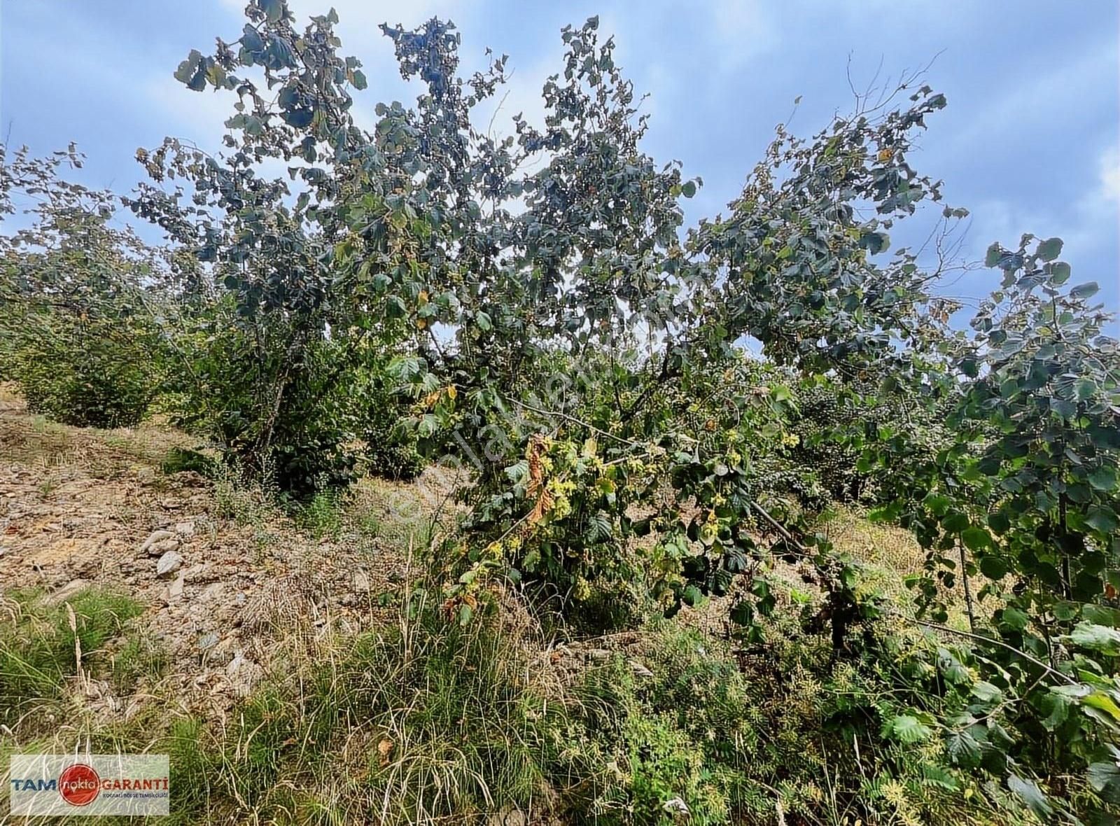 Kocaali Açmabaşı Köyiçi 12185 M2 Muhteşem Verimli Fındıklık - Görsel 8