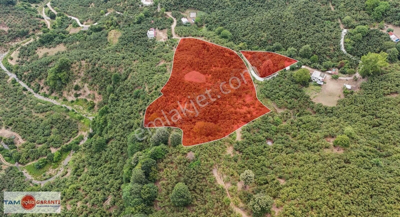 Kocaali Açmabaşı Köyiçi 12185 M2 Muhteşem Verimli Fındıklık - Görsel 6