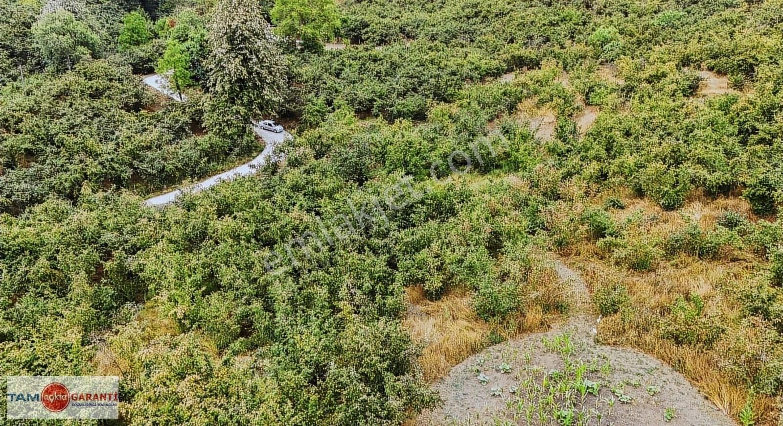 Kocaali Açmabaşı Köyiçi 12185 M2 Muhteşem Verimli Fındıklık - Görsel 3