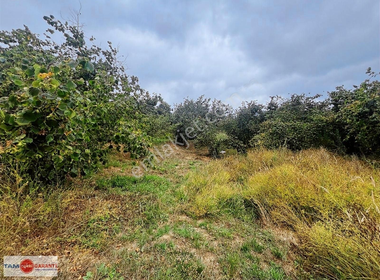 Kocaali Açmabaşı Köyiçi 12185 M2 Muhteşem Verimli Fındıklık - Görsel 17