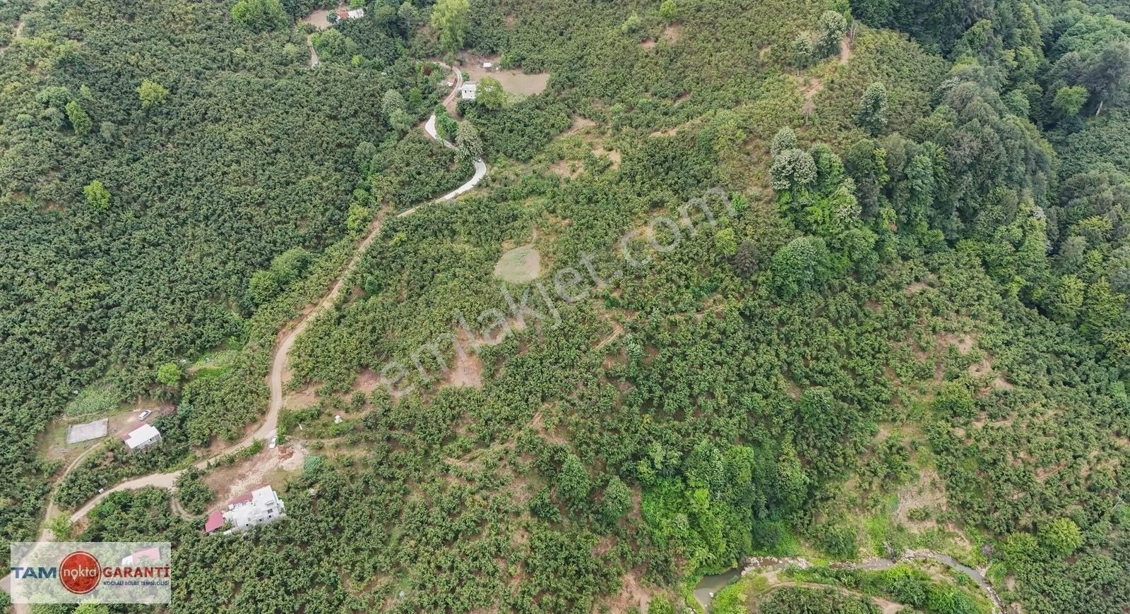 Kocaali Açmabaşı Köyiçi 12185 M2 Muhteşem Verimli Fındıklık - Görsel 11