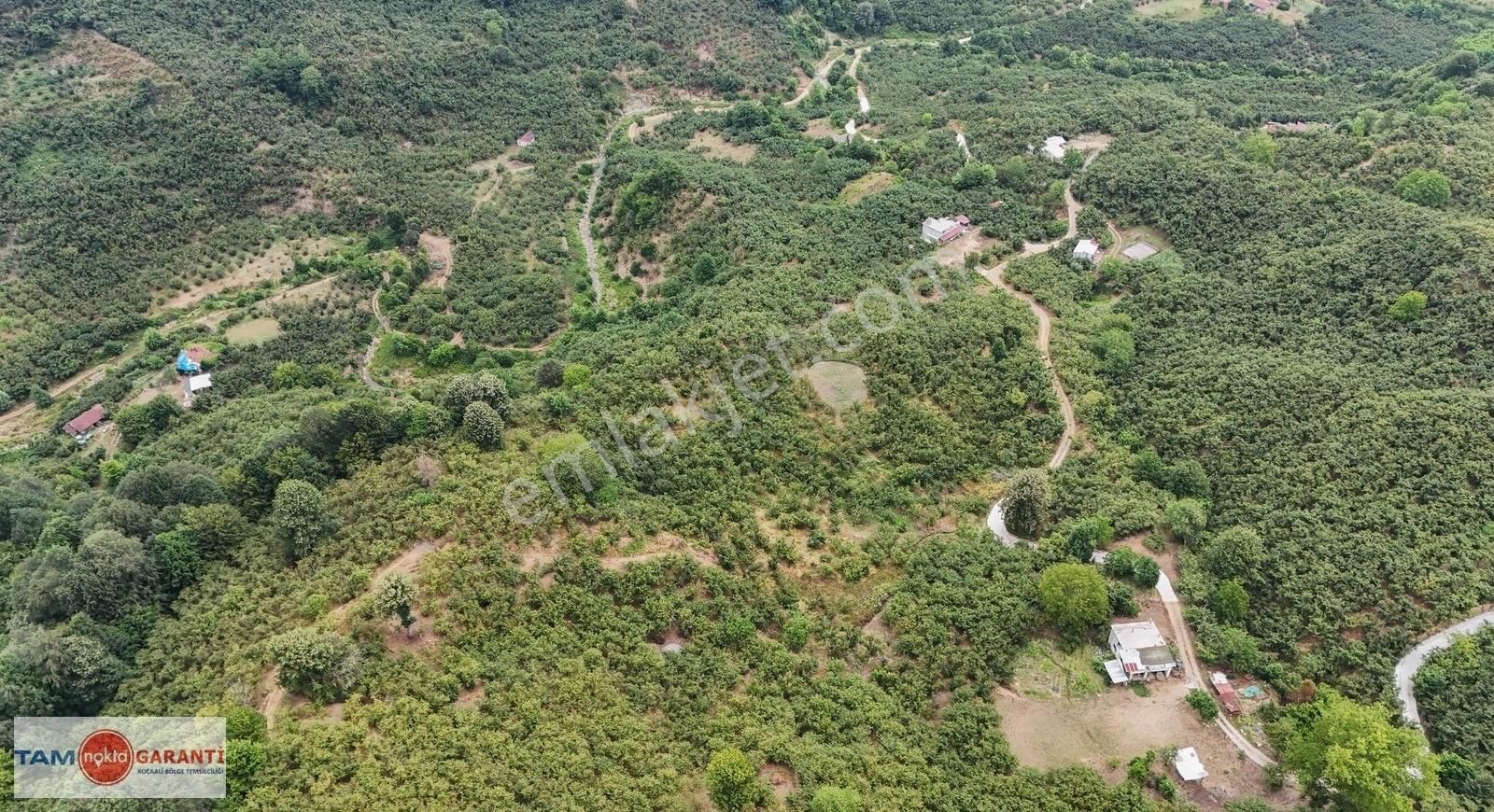 Kocaali Açmabaşı Köyiçi 12185 M2 Muhteşem Verimli Fındıklık - Görsel 13