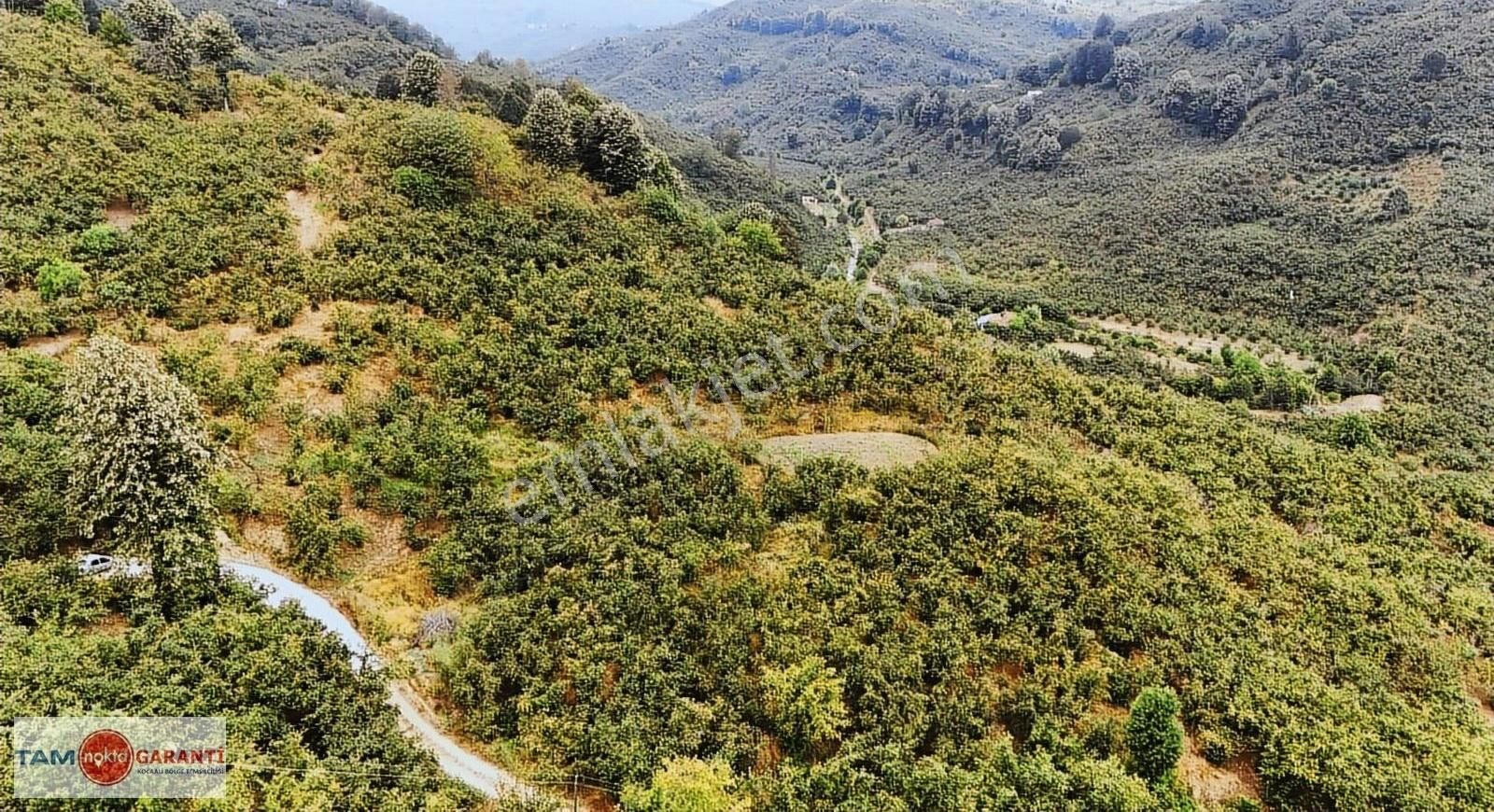 Kocaali Açmabaşı Köyiçi 12185 M2 Muhteşem Verimli Fındıklık - Görsel 10