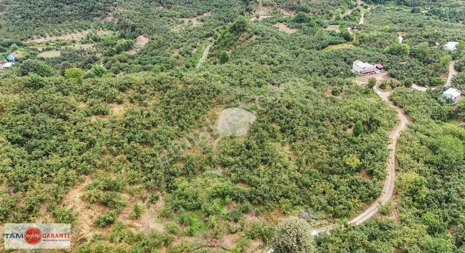 Kocaali Açmabaşı Köyiçi 12185 M2 Muhteşem Verimli Fındıklık - Görsel 12