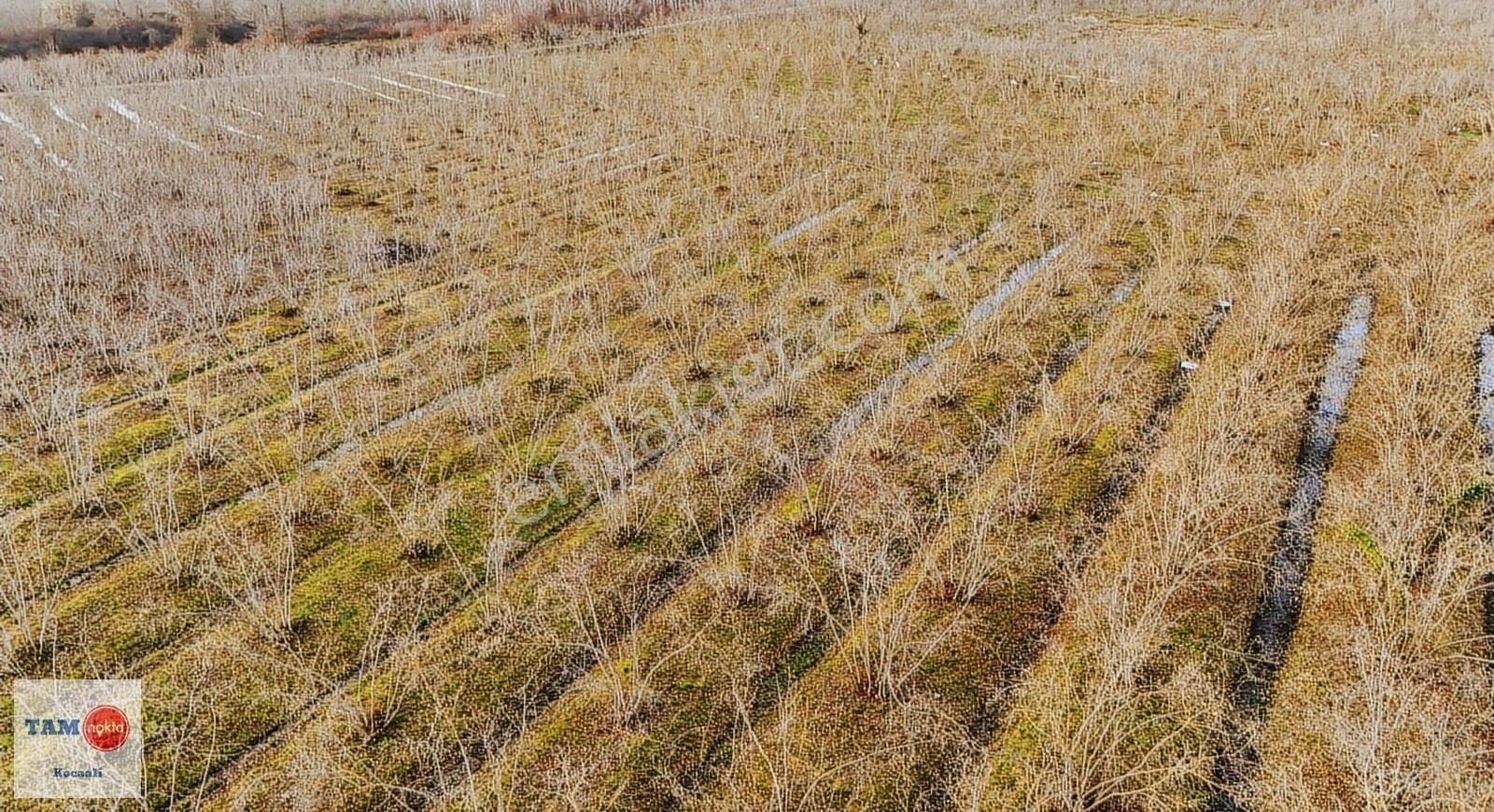 Kocaali Melen Köyünde Bakımlı Verimli 8245 M2 Fındık Bahçesi - Görsel 2