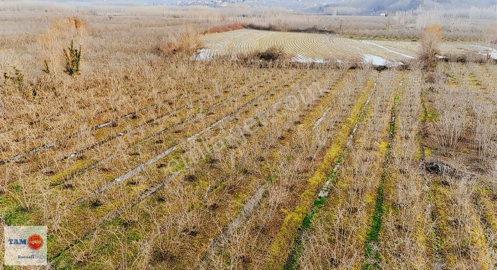 Kocaali Melen Köyünde Bakımlı Verimli 8245 M2 Fındık Bahçesi - Görsel 14