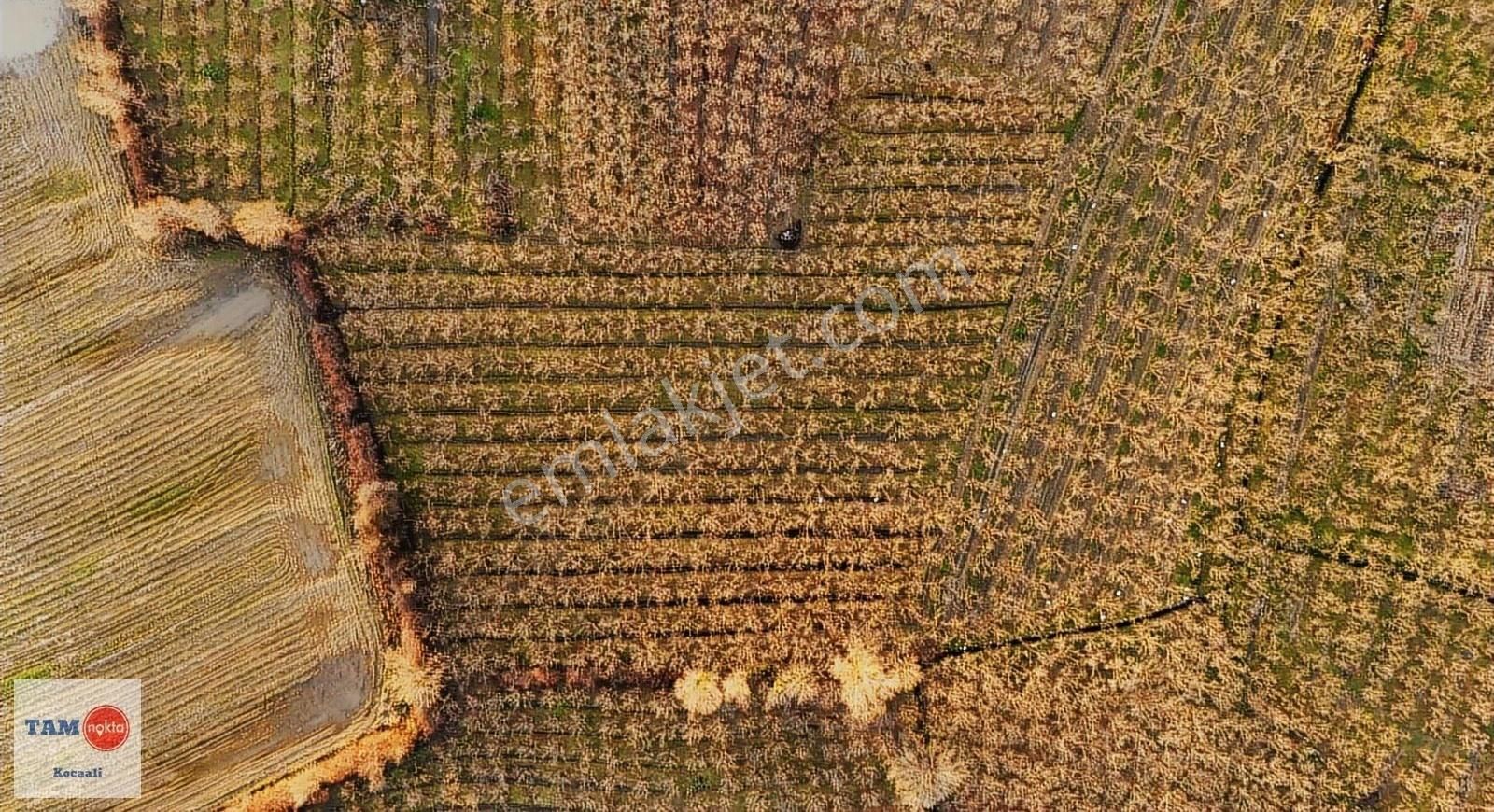 Kocaali Melen Köyünde Bakımlı Verimli 8245 M2 Fındık Bahçesi - Görsel 15