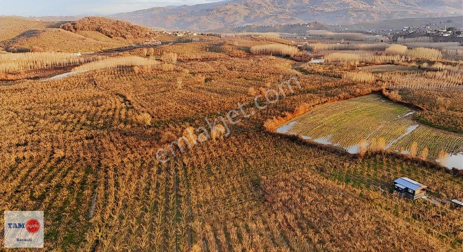 Kocaali Melen Köyünde Bakımlı Verimli 8245 M2 Fındık Bahçesi - Görsel 18