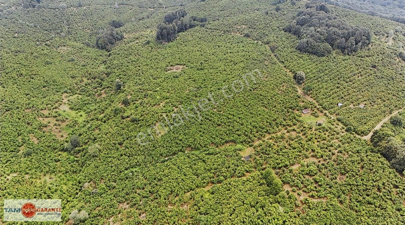 Kocaali Kozluk Mh İçerisinde 29.130 M2 Muhteşem Verimli Bahçe - Görsel 17