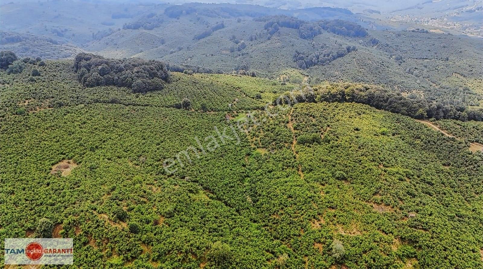 Kocaali Kozluk Mh İçerisinde 29.130 M2 Muhteşem Verimli Bahçe - Görsel 4