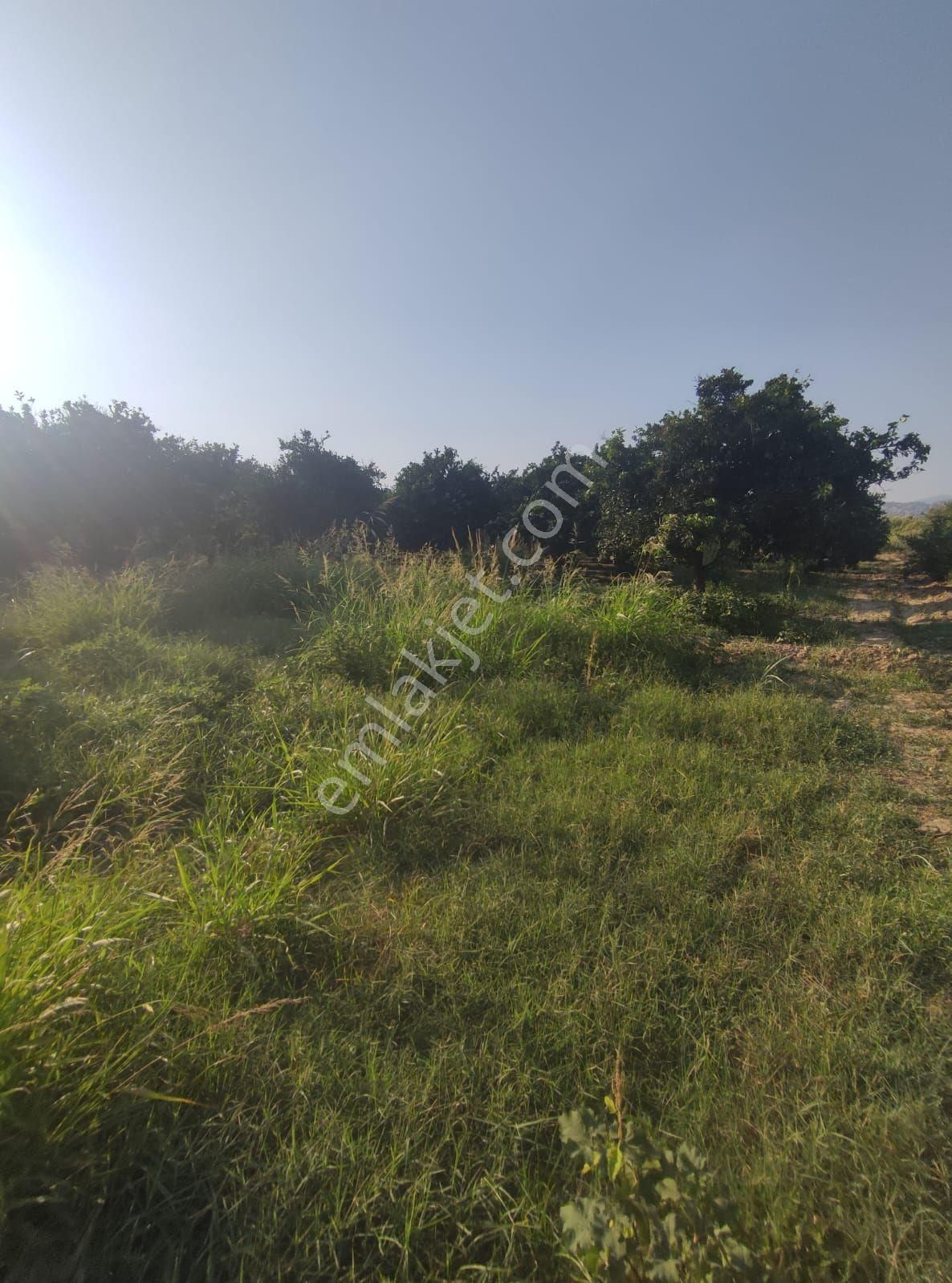 Nazilli Hamzalı Mah. Satılık 3.853 M2 Verimli Portakal Bahçesi - Görsel 11
