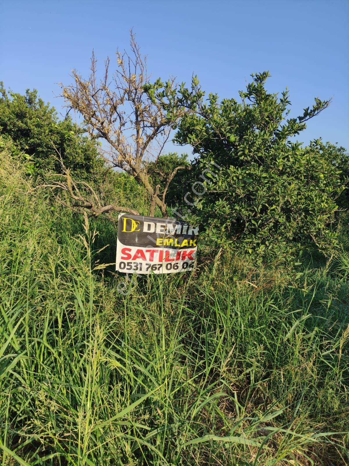 Nazilli Hamzalı Mah. Satılık 3.853 M2 Verimli Portakal Bahçesi