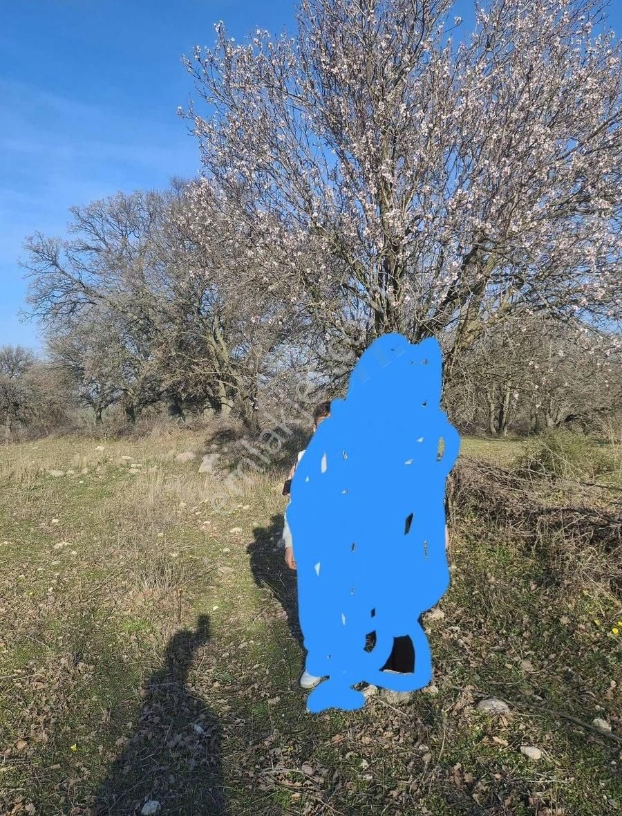 Neşe Emlak Tan Çanakkale De Satılık Tarla