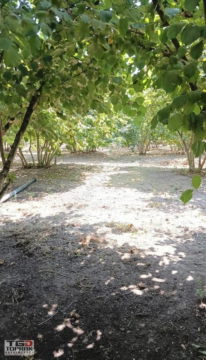 Satılık İçerisinde Bağ Evi Bulunan Fındık Bahçesi - Görsel 6