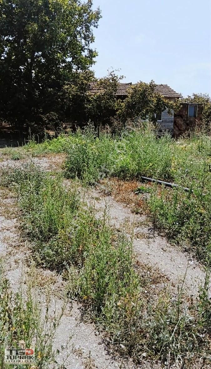 Satılık İçerisinde Bağ Evi Bulunan Fındık Bahçesi - Görsel 3