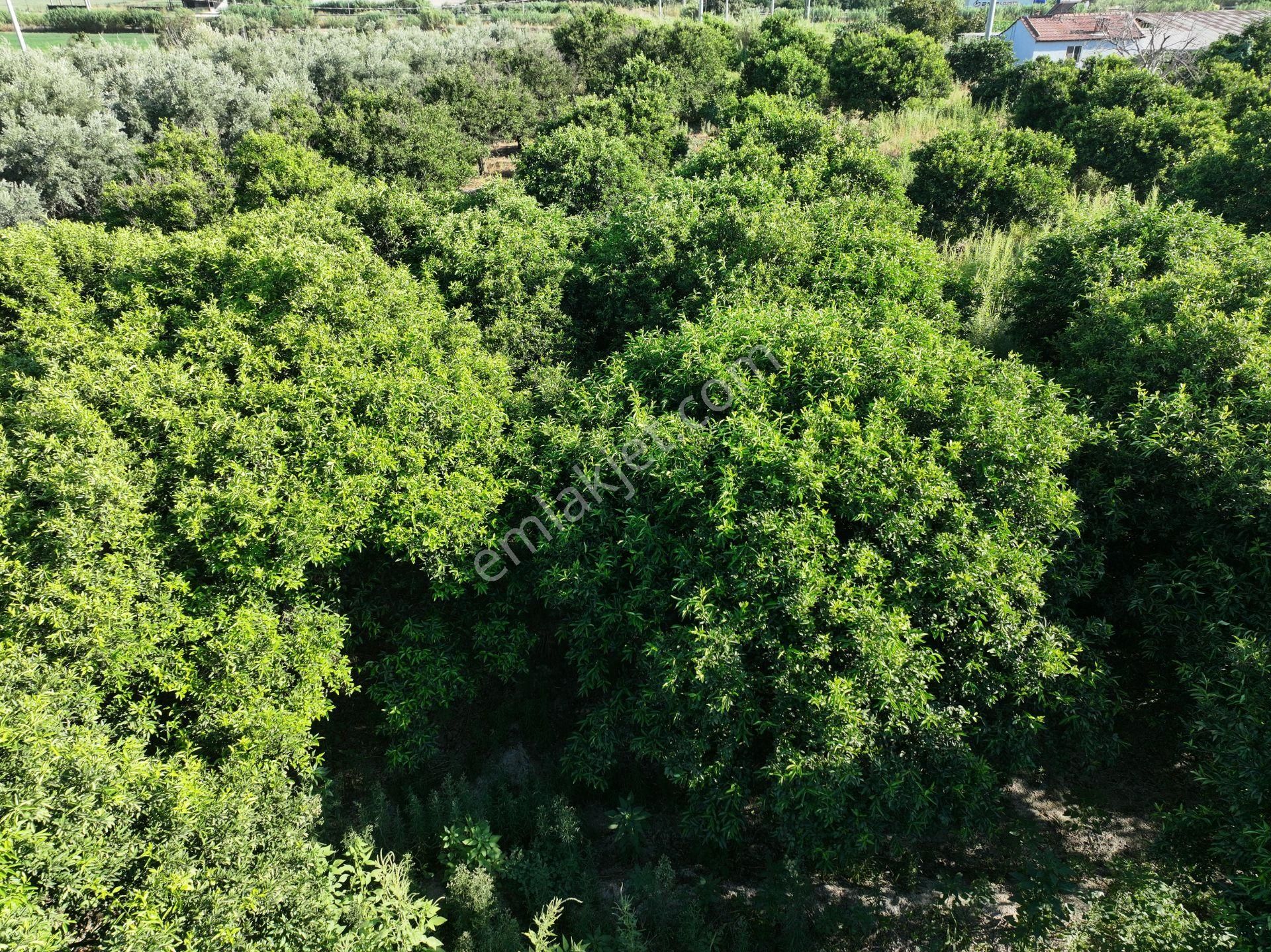 Majestic Manors - Atça İsabeyli Arasında 3.720 M² Satılık Bahçe - Görsel 4