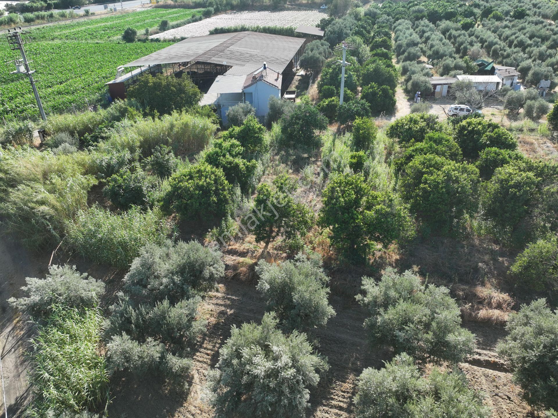 Majestic Manors - Atça İsabeyli Arasında 3.720 M² Satılık Bahçe - Görsel 12