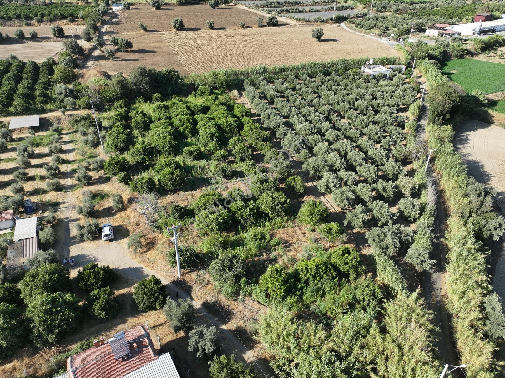 Majestic Manors - Atça İsabeyli Arasında 3.720 M² Satılık Bahçe - Görsel 5