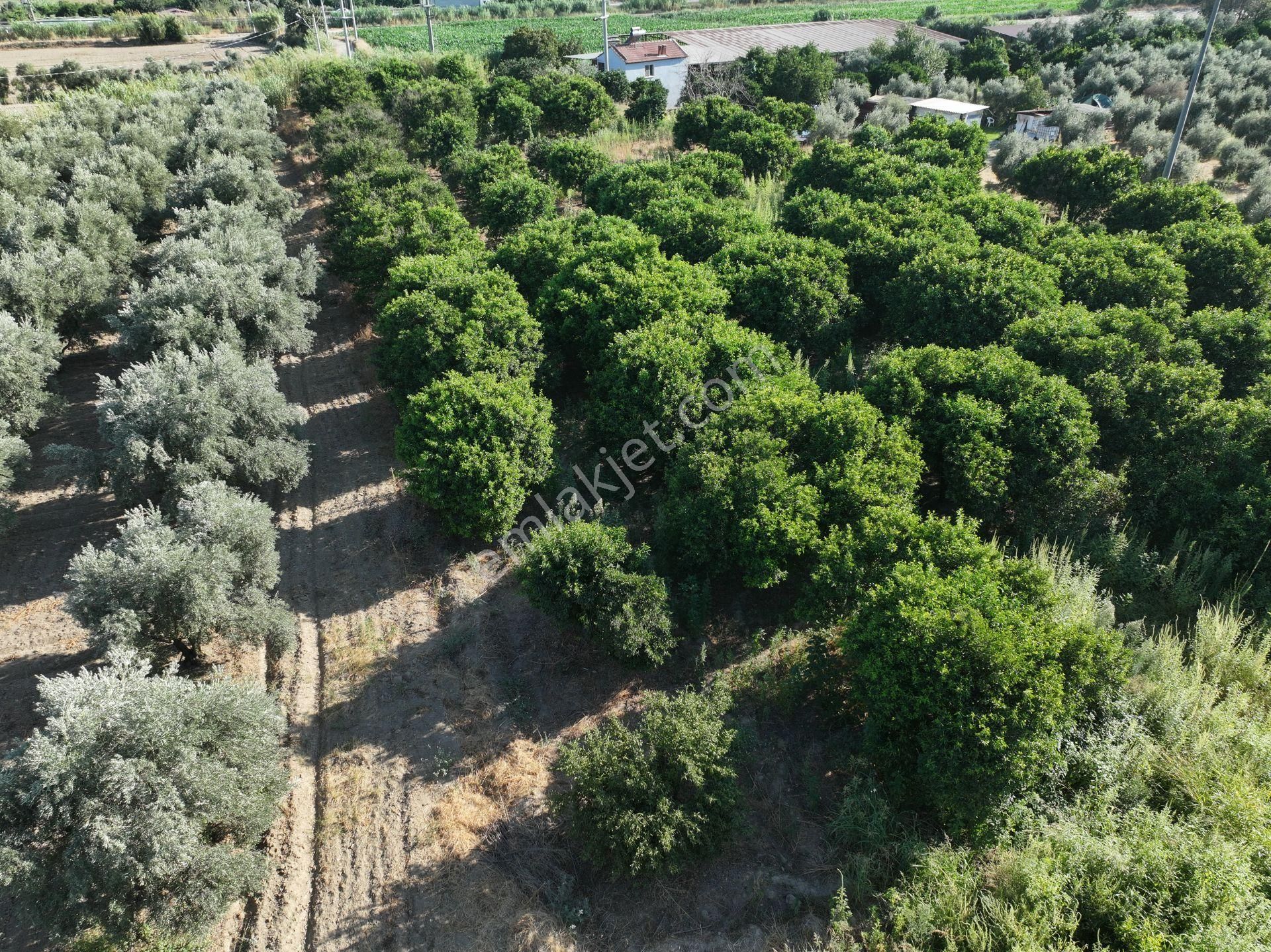 Majestic Manors - Atça İsabeyli Arasında 3.720 M² Satılık Bahçe - Görsel 11