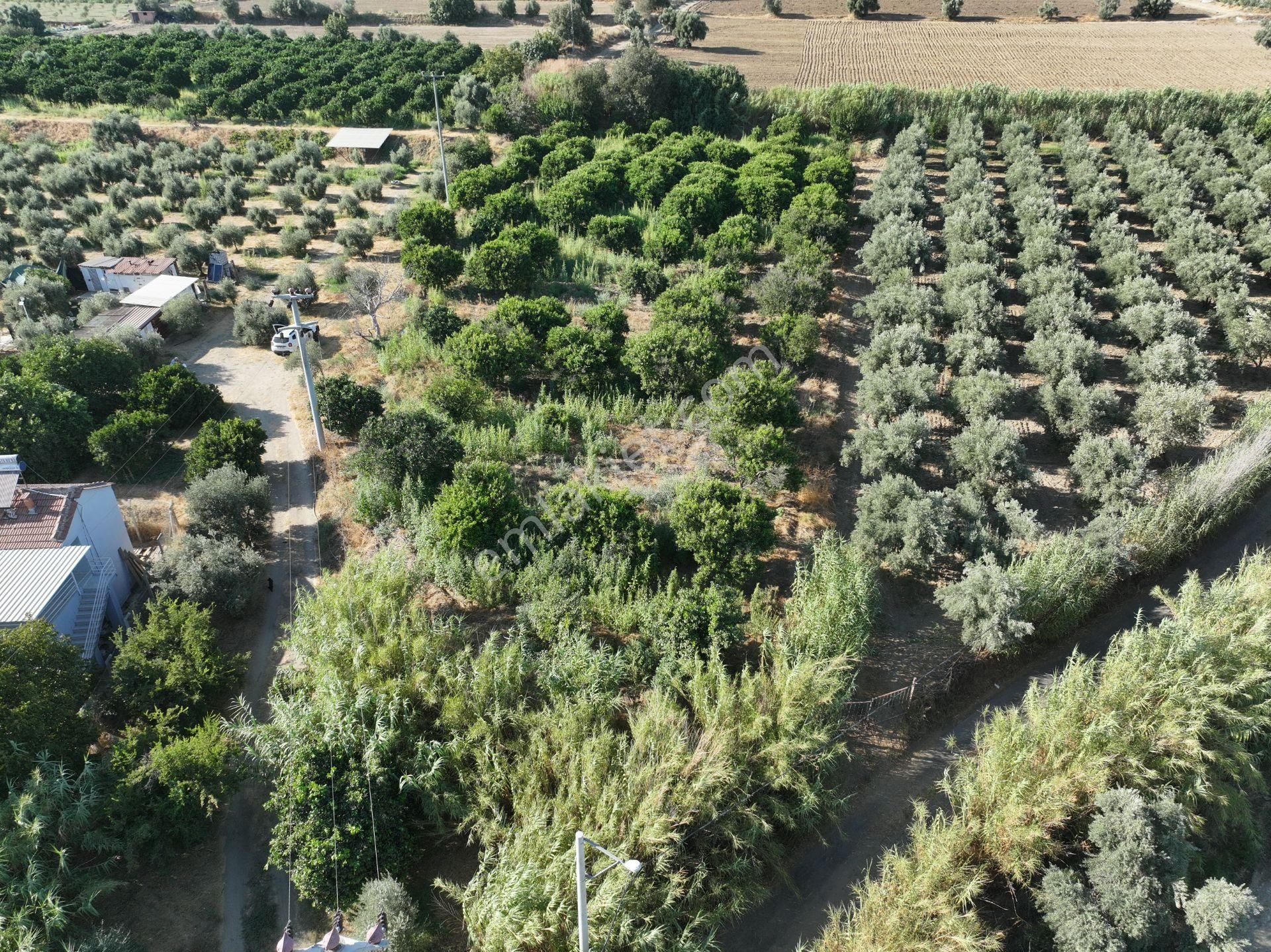 Majestic Manors - Atça İsabeyli Arasında 3.720 M² Satılık Bahçe - Görsel 9