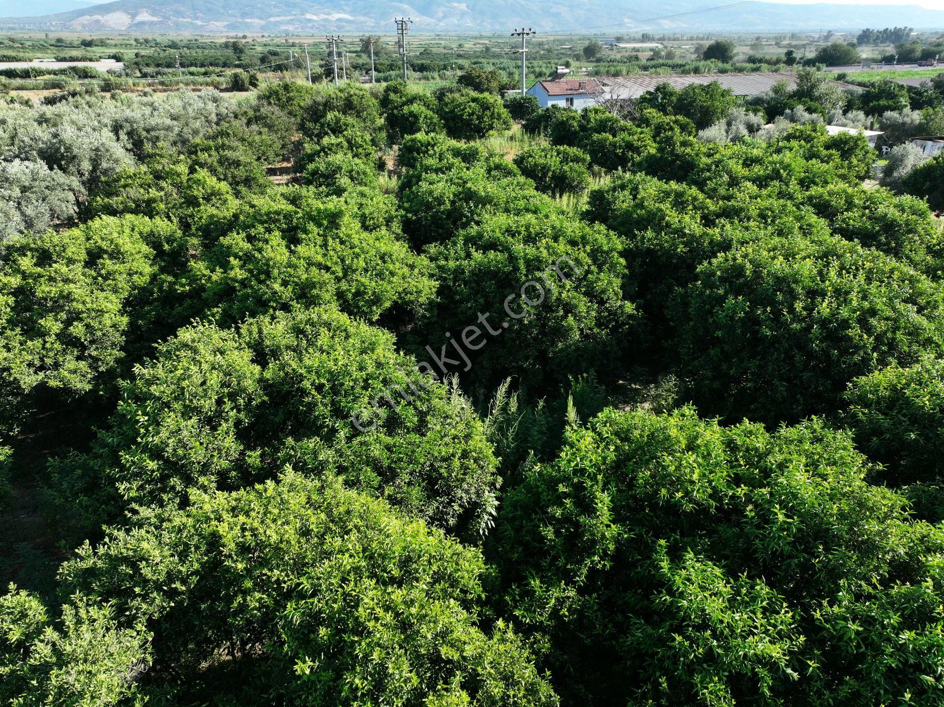 Majestic Manors - Atça İsabeyli Arasında 3.720 M² Satılık Bahçe - Görsel 7