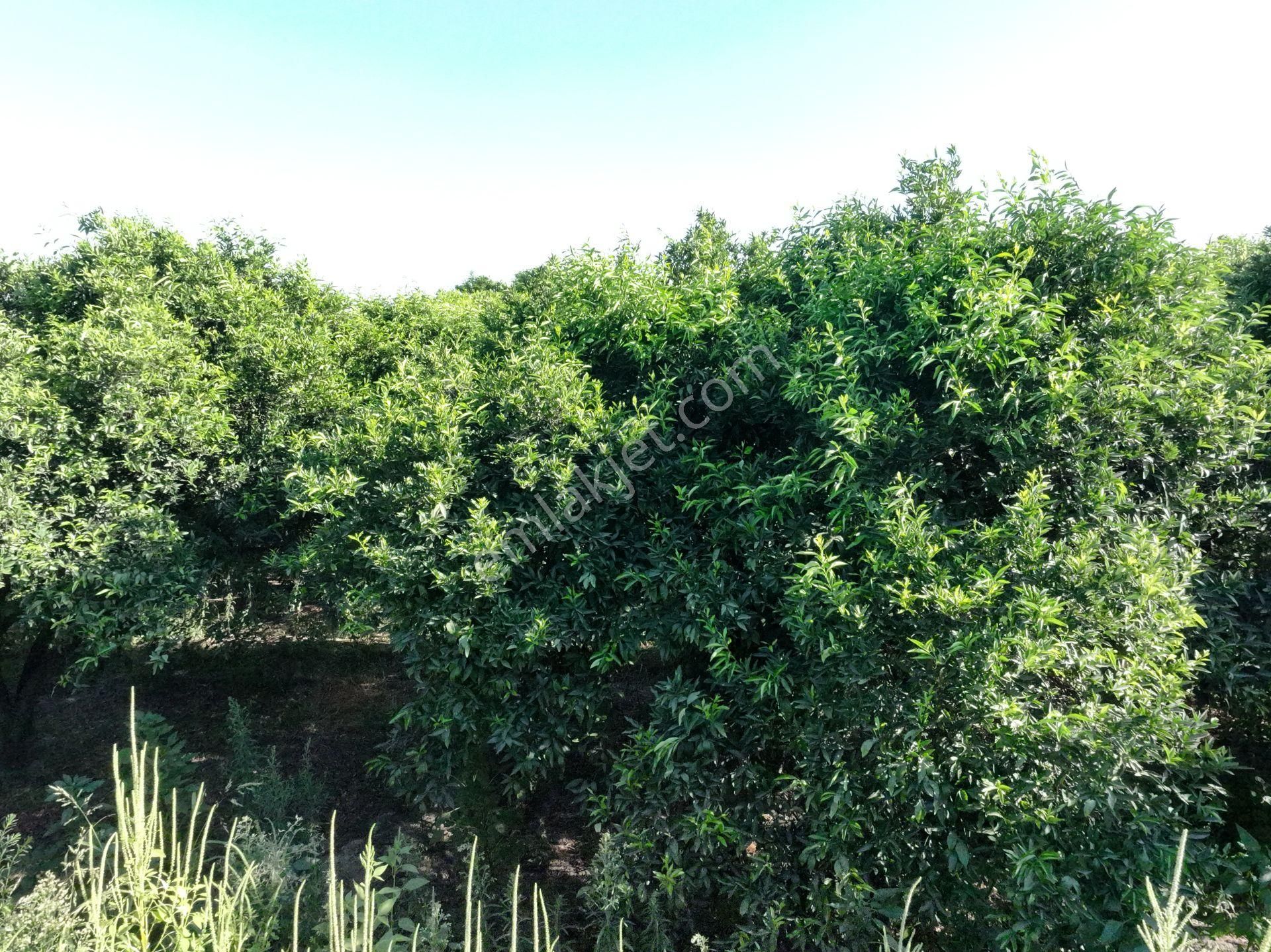 Majestic Manors - Atça İsabeyli Arasında 3.720 M² Satılık Bahçe - Görsel 6