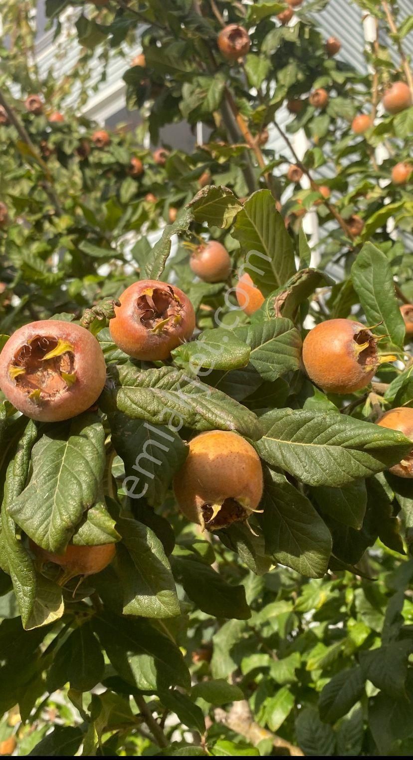 Kumburgaz Müstakil Villa - Görsel 2