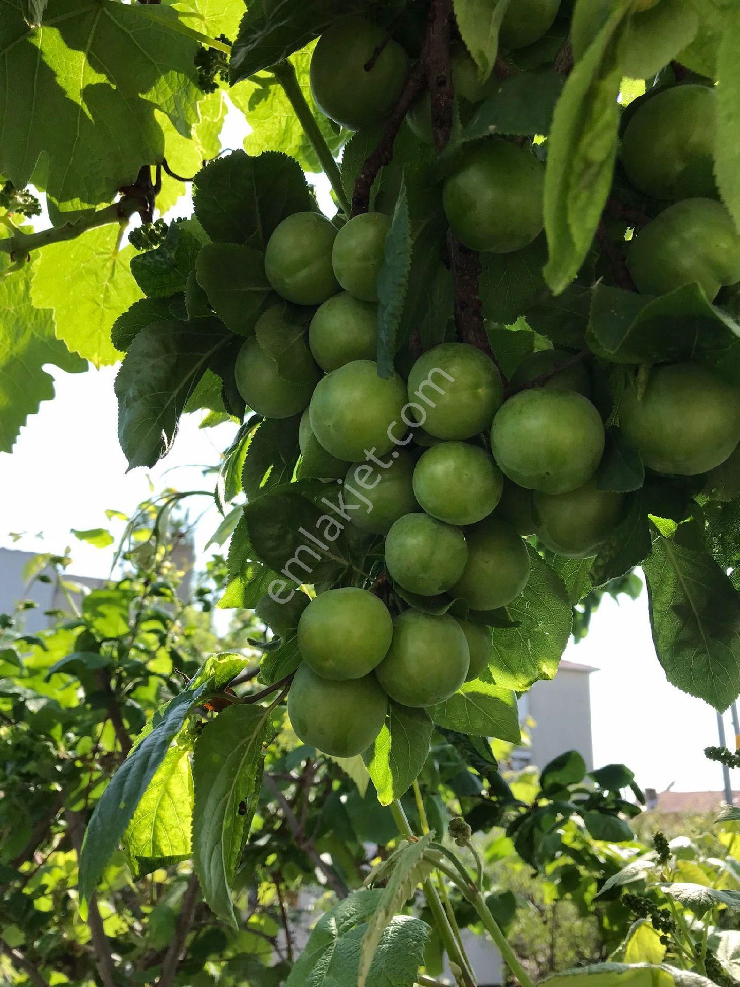 Kumburgaz Müstakil Villa - Görsel 6